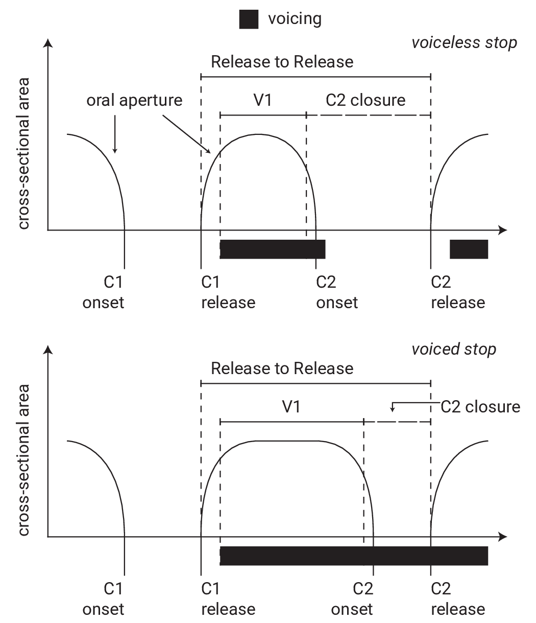 A schematic representation of the oral cavity cross-sectional area, as inferred from acoustics. Design based on @esposito2002. The top panel shows a CV́C sequence with a voiceless C2, the bottom panel with a voiced C2. Oral cavity aperture (on the *y*-axis, as the inverse of oral constriction) through time (on the *x*-axis) is represented by the black line. Lower values represent a more constricted oral tract (a contoid configuration), while higher values indicate a more open oral tract (a vocoid configuration). The black bars below the time axis represent voicing (vocal fold vibration). Various landmarks and intervals are indicated in the schematic.