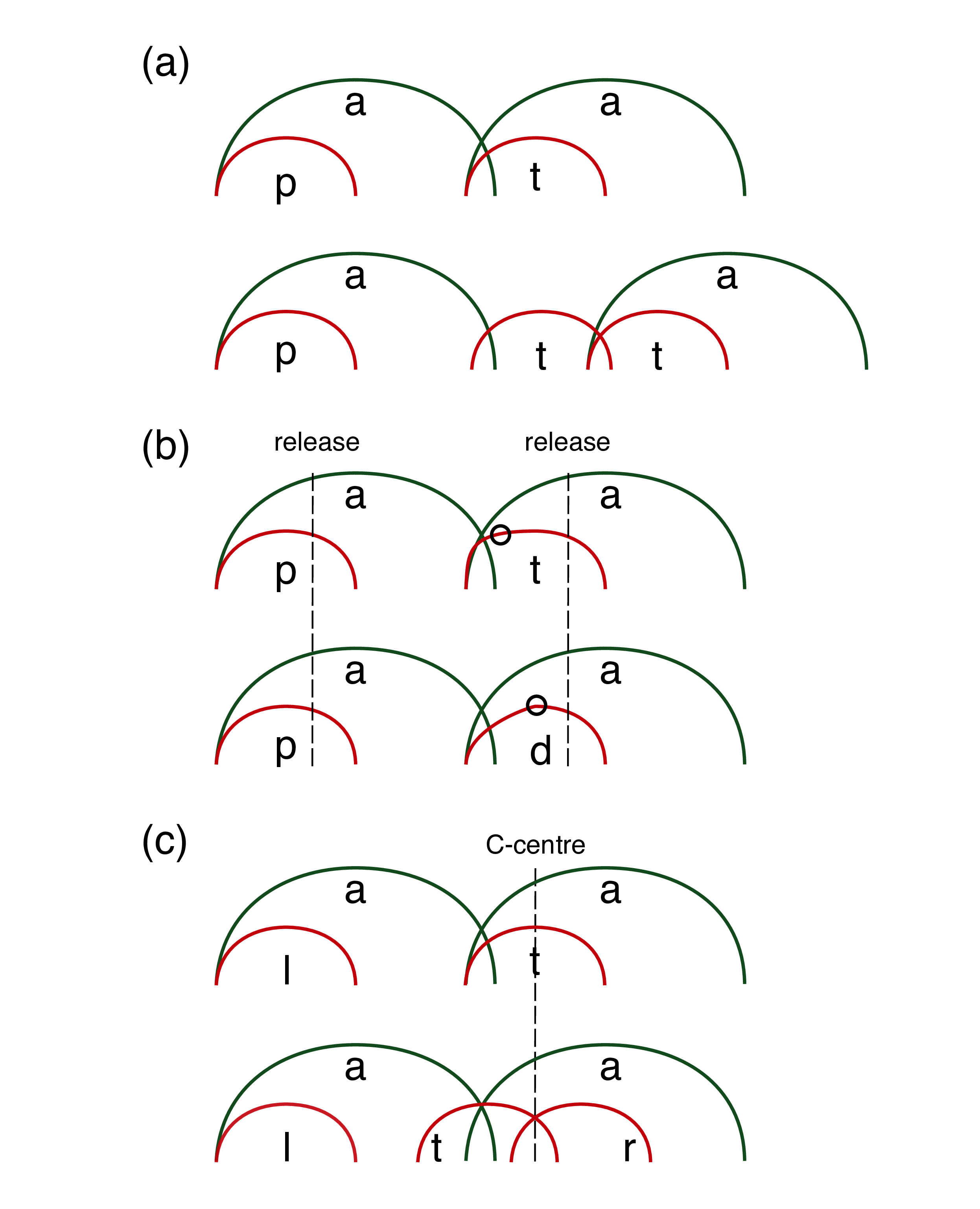 Schematics of the gestural phasing of vocalic and consonantal gestures in different contexts. The *x*-axis is time, while the *y*-axis can be interpreted as oral aperture for vowels and oral constriction for consonants. (a) shows singleton vs geminate stops, (b) voiceless and voiced stops, and (c) singleton vs tautosyllabic cluster. Note that in (a) the distance between the vowels increases in the geminate context, while it is stable in (b) and (c). The circles in (b) on the consonant gesture lines indicate the time of closure onset.