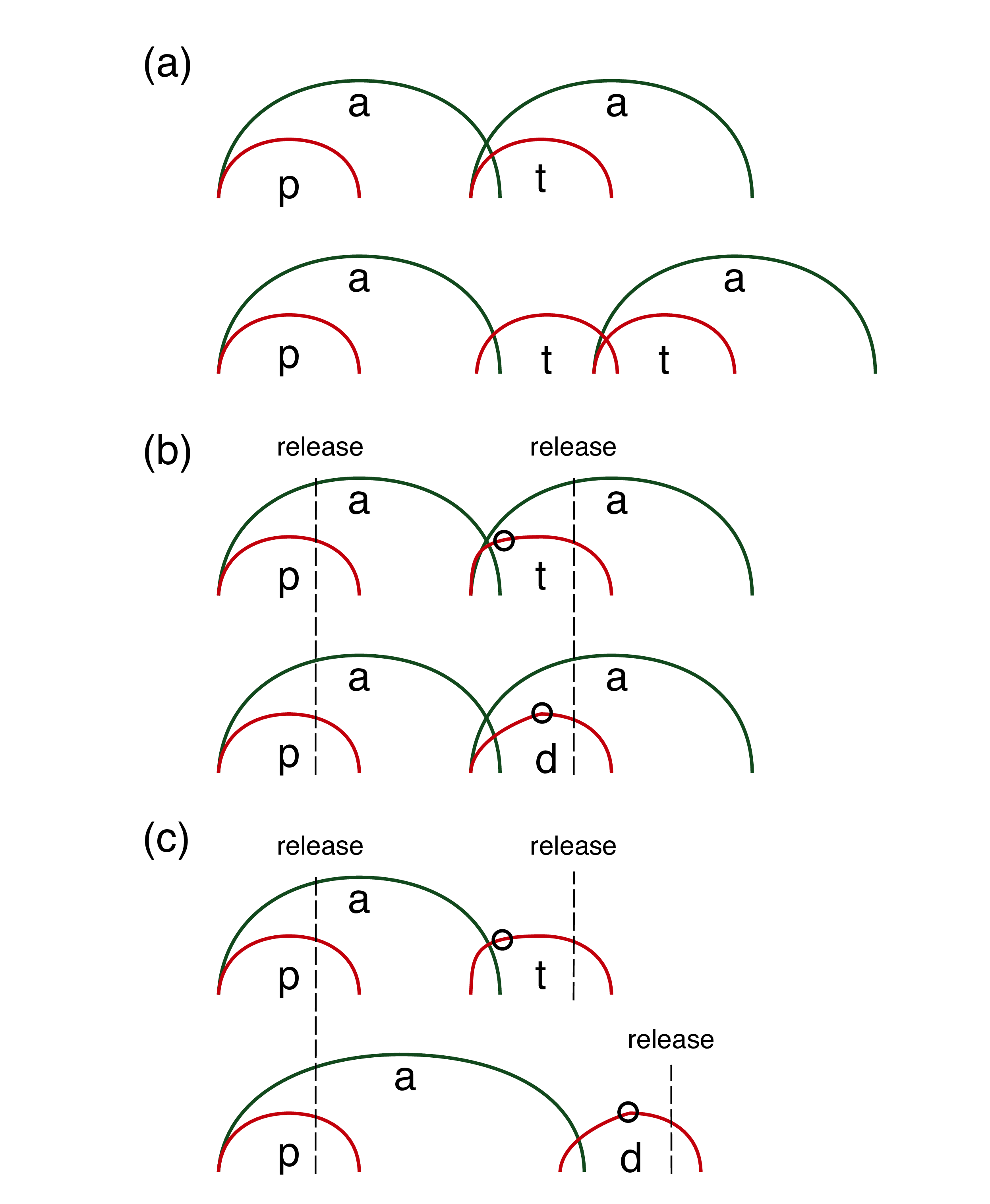 Schematics of the gestural phasing of vocalic and consonantal gestures in different contexts, which partially repeats fig:vv-cent-2 from p:en-relrel. The *x*-axis is time, while the *y*-axis can be interpreted as oral aperture for vowels and oral constriction for consonants. (a) shows singleton vs geminate stops, (b) voiceless and voiced stops in disyllabic words, and (c) voiceless and voiced stops in monosyllabic words. Note that in (a) the distance between the vowels increases in the geminate context, while it is stable in (b) and (c). The circles in (b) on the consonant gesture lines indicate the time of acoustic closure onset.